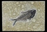 Fossil Fish (Diplomystus) - Green River Formation #115579-1